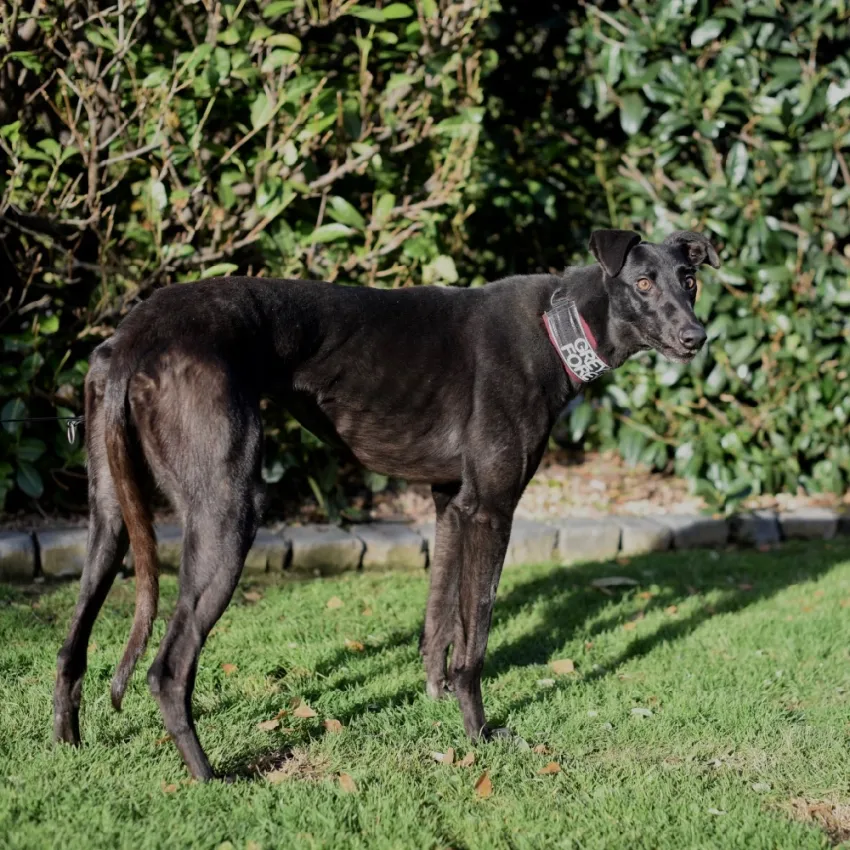 Greyhound Gudrun