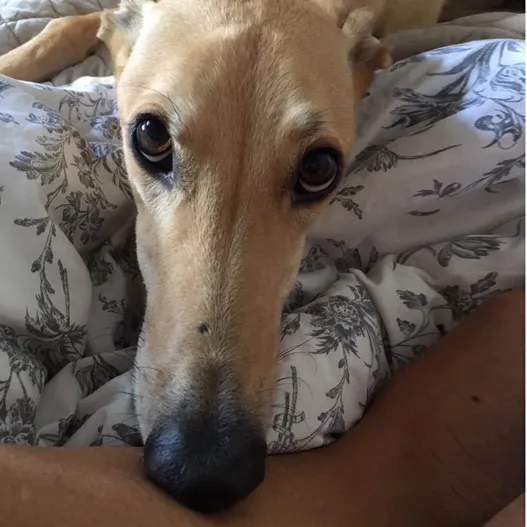 Greyhound Goldie/Bentley