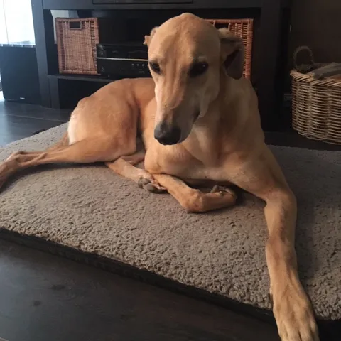 Greyhound Goldie/Bentley