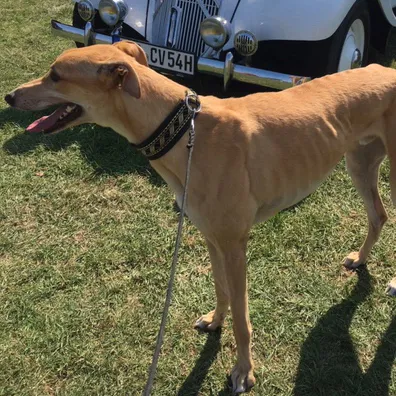 Greyhound Goldie/Bentley