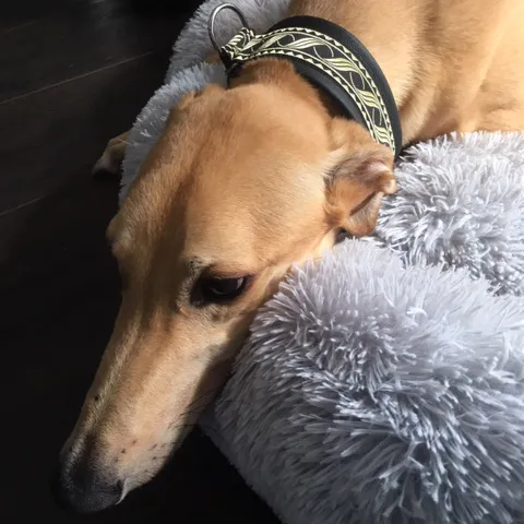 Greyhound Goldie/Bentley