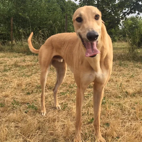 Greyhound Goldie/Bentley