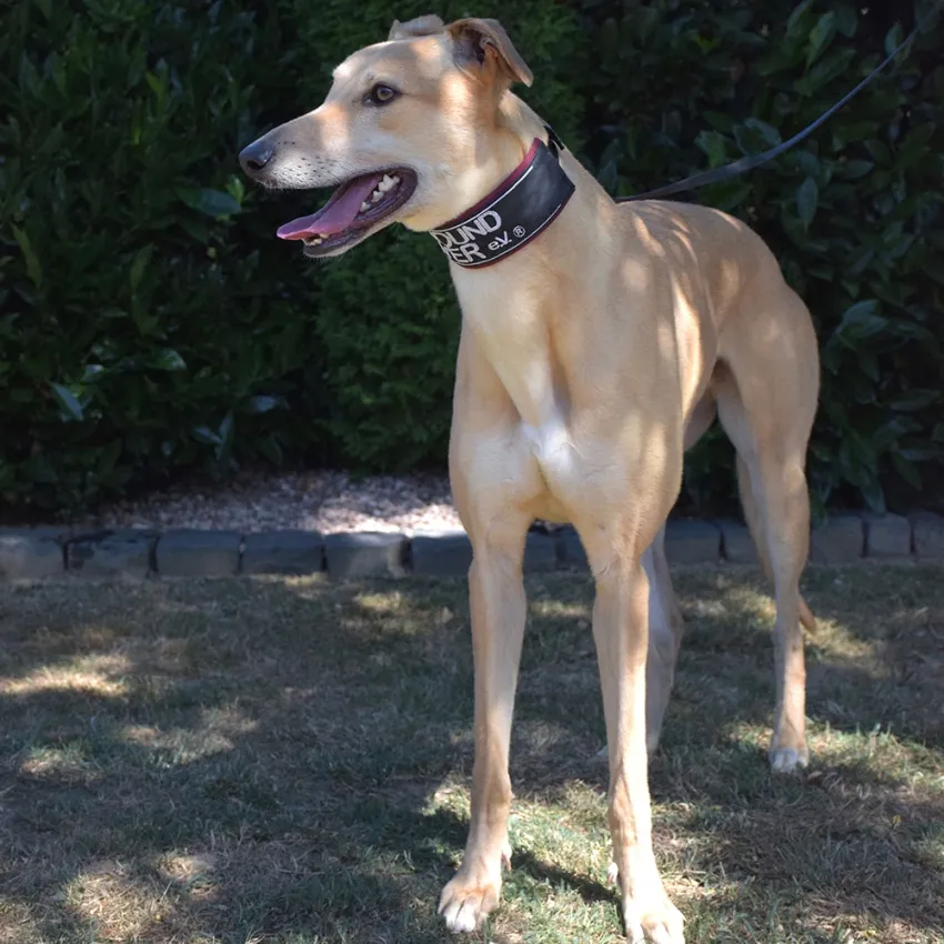 Greyhound Goldie/Bentley