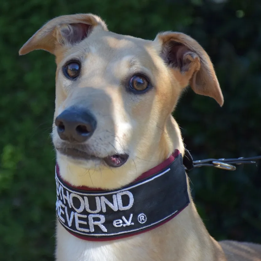 Greyhound Goldie/Bentley