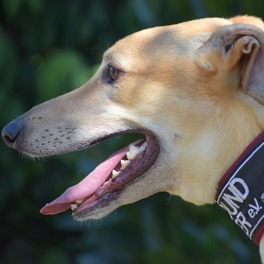 Greyhound Goldie/Bentley