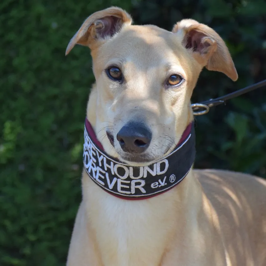 Greyhound Goldie/Bentley