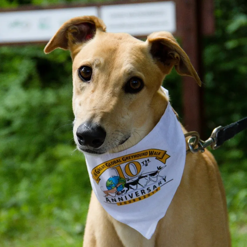 Greyhound Goldie/Bentley