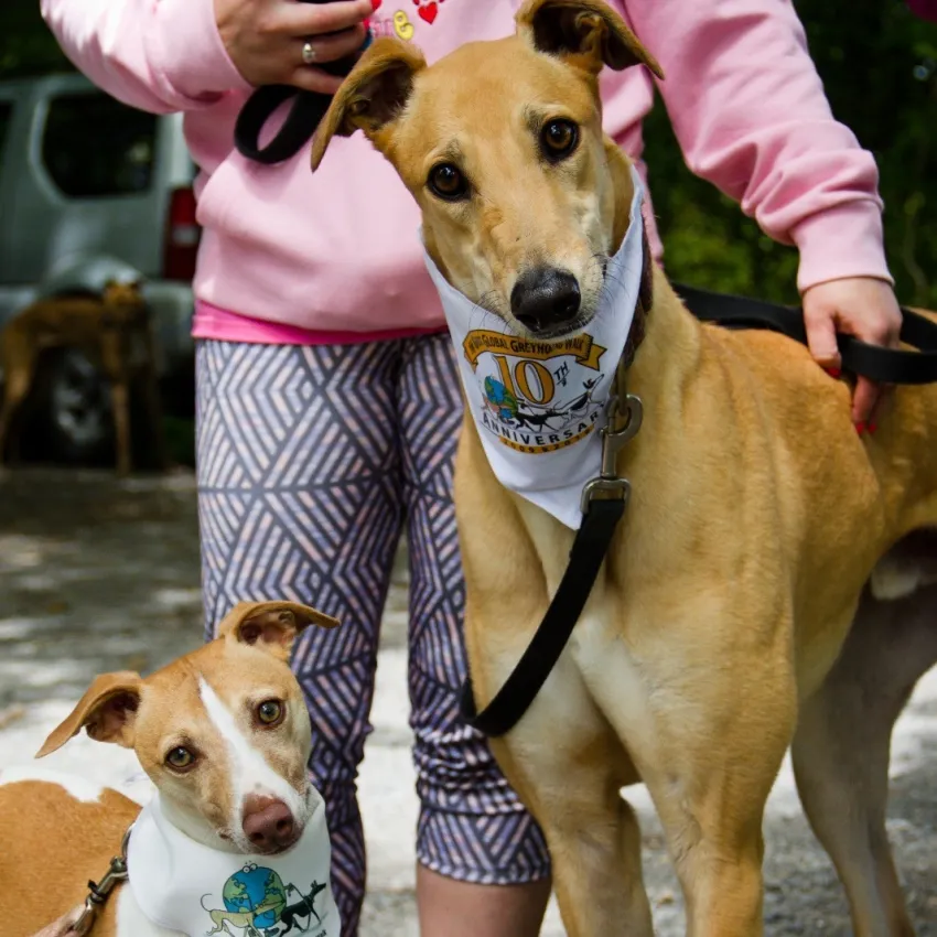 Greyhound Goldie/Bentley