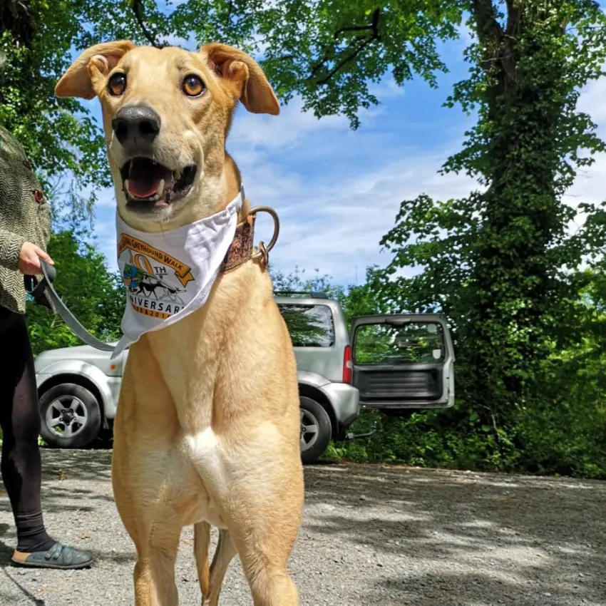 Greyhound Goldie/Bentley