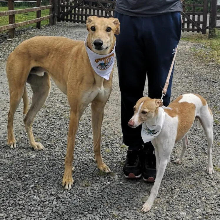 Greyhound Goldie/Bentley