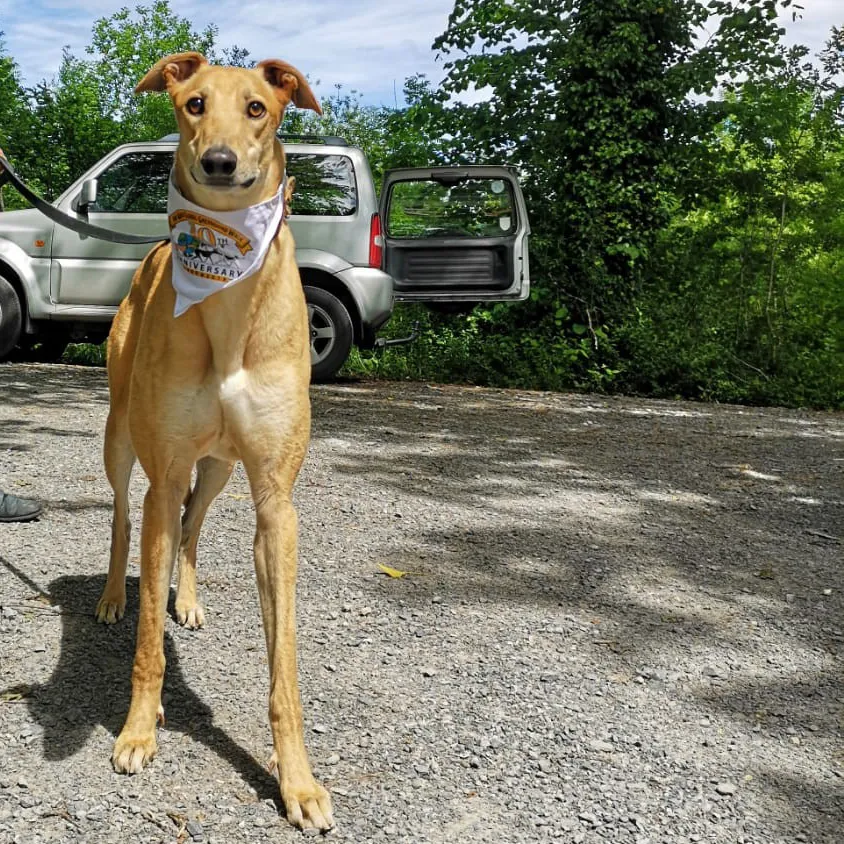 Greyhound Goldie/Bentley