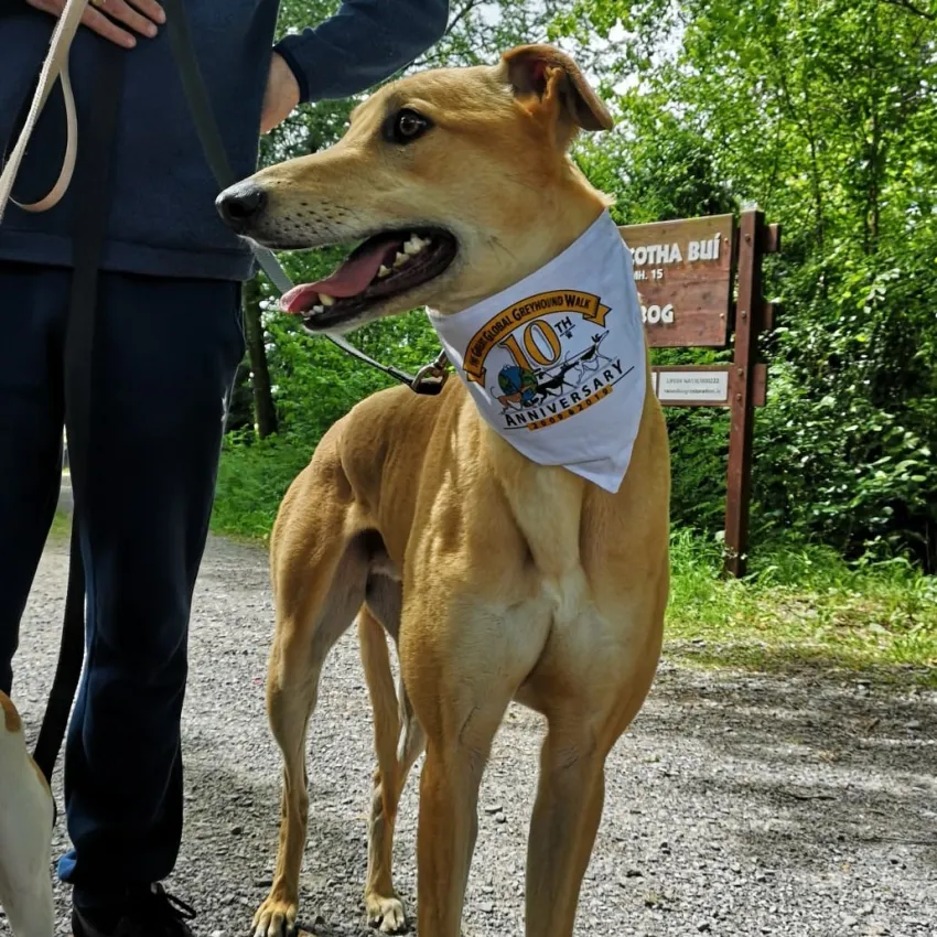 Greyhound Goldie/Bentley