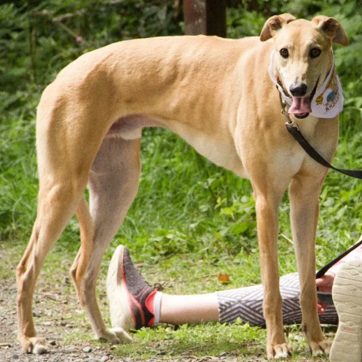 Greyhound Goldie/Bentley