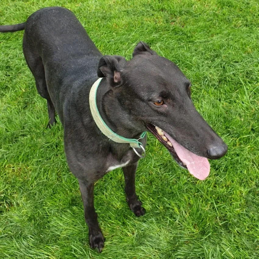 Greyhound Felix