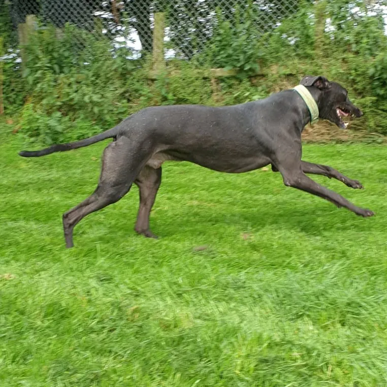 Greyhound Felix