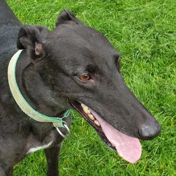 Greyhound Felix
