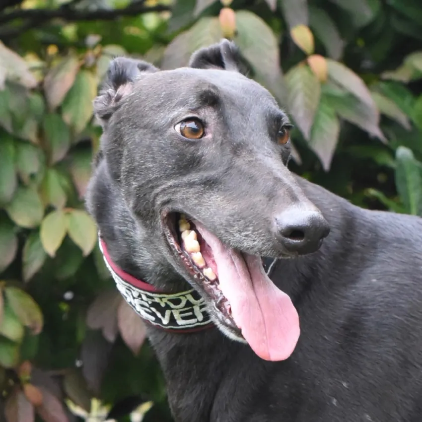 Greyhound Felix