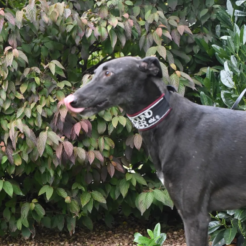 Greyhound Felix