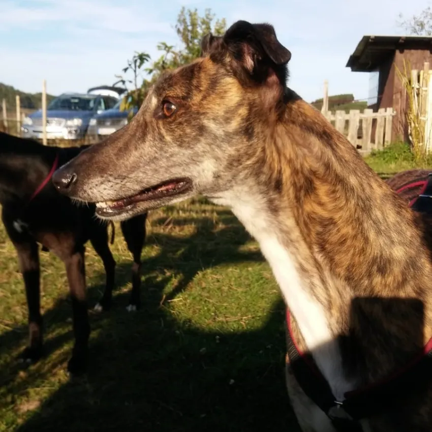 Greyhound Folly