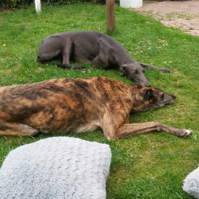 Greyhound Folly