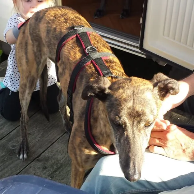 Greyhound Folly