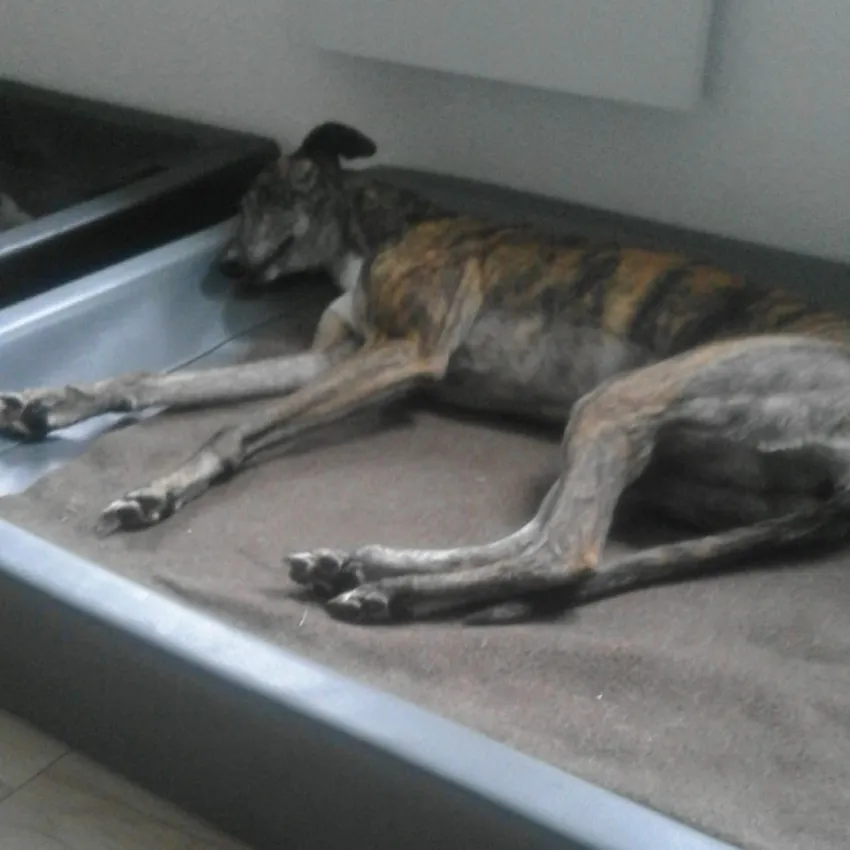 Greyhound Folly