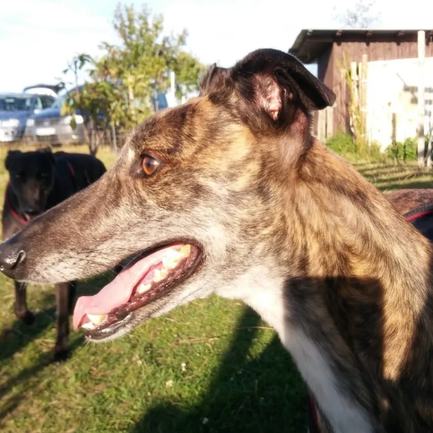 Greyhound Folly