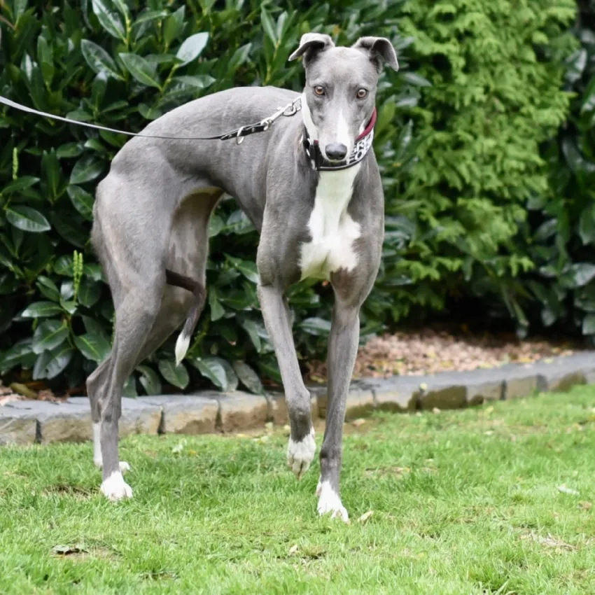 Greyhound Julia