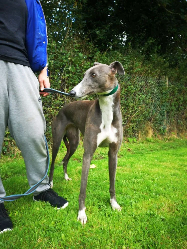 Greyhound Julia
