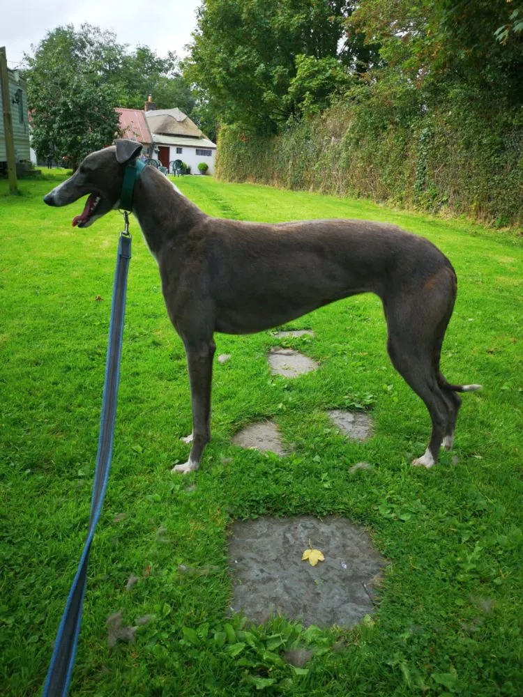 Greyhound Julia