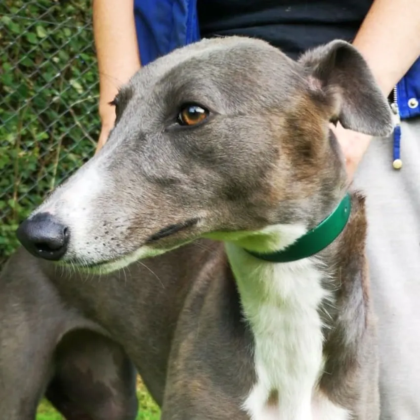 Greyhound Julia