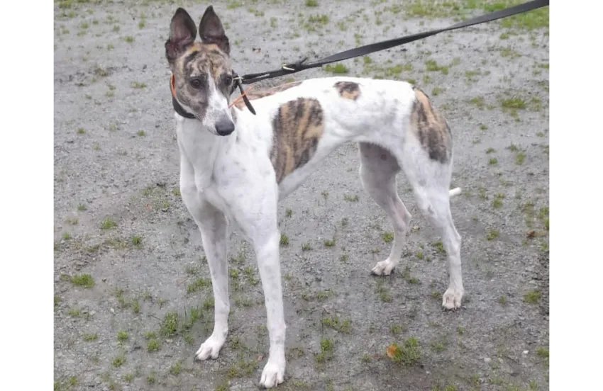 Greyhound Bella