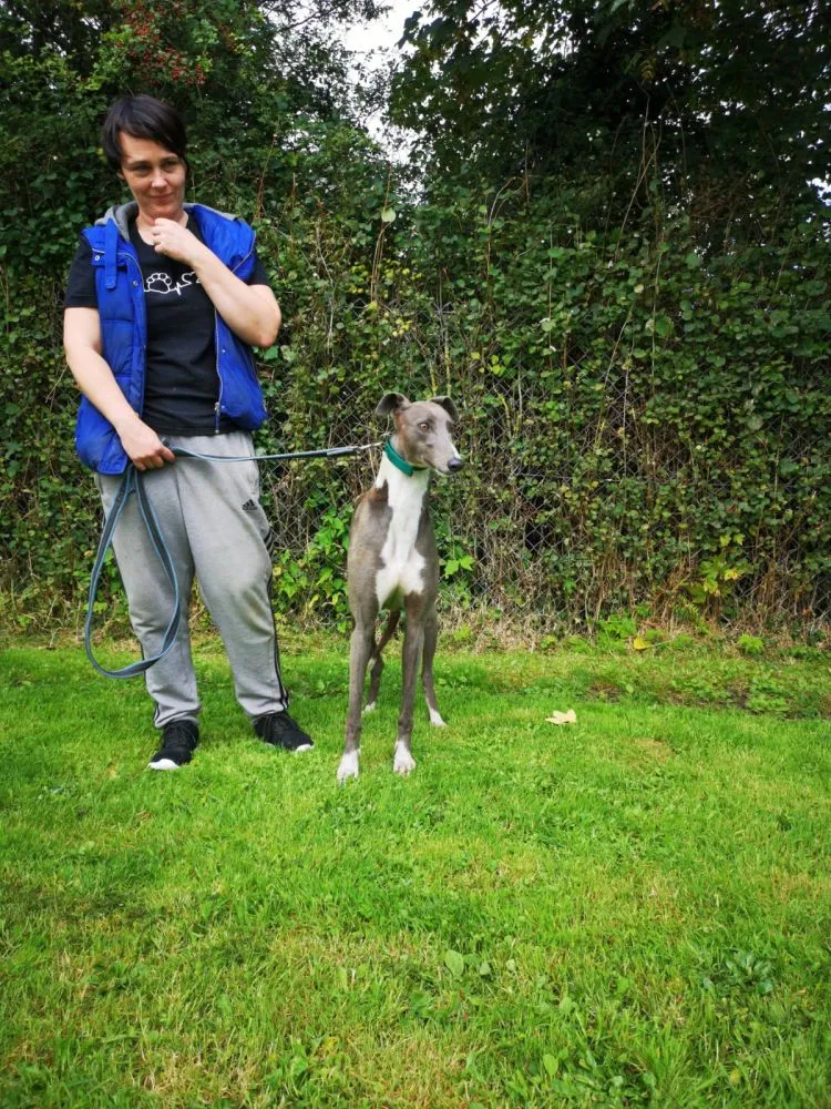 Greyhound Julia