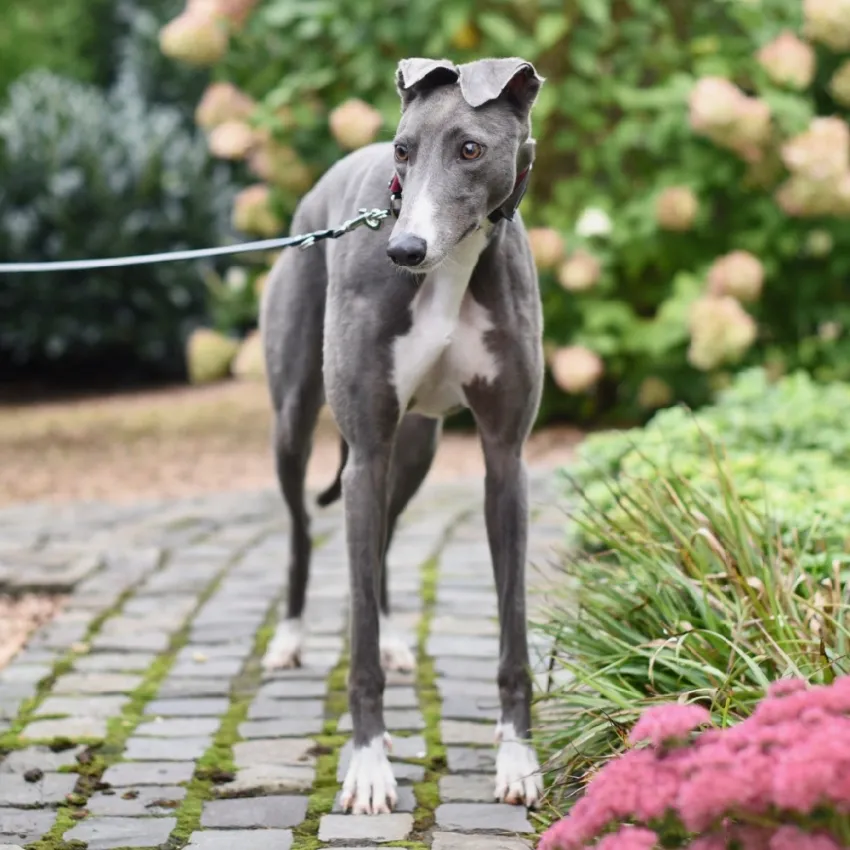 Greyhound Julia