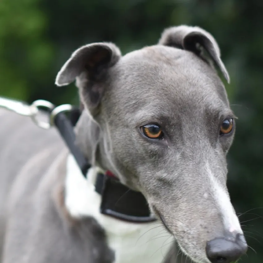 Greyhound Julia
