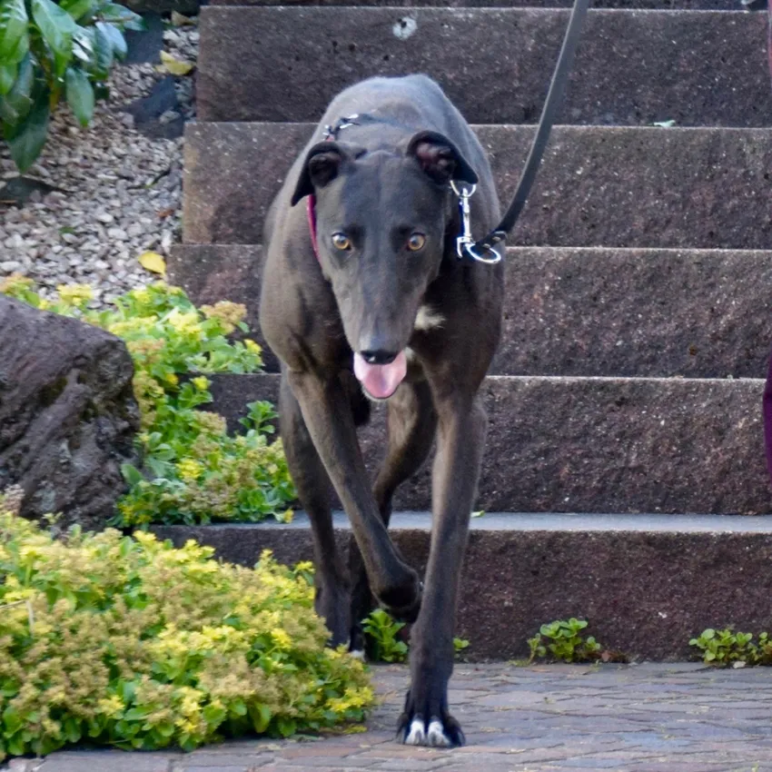 Greyhound Ertha