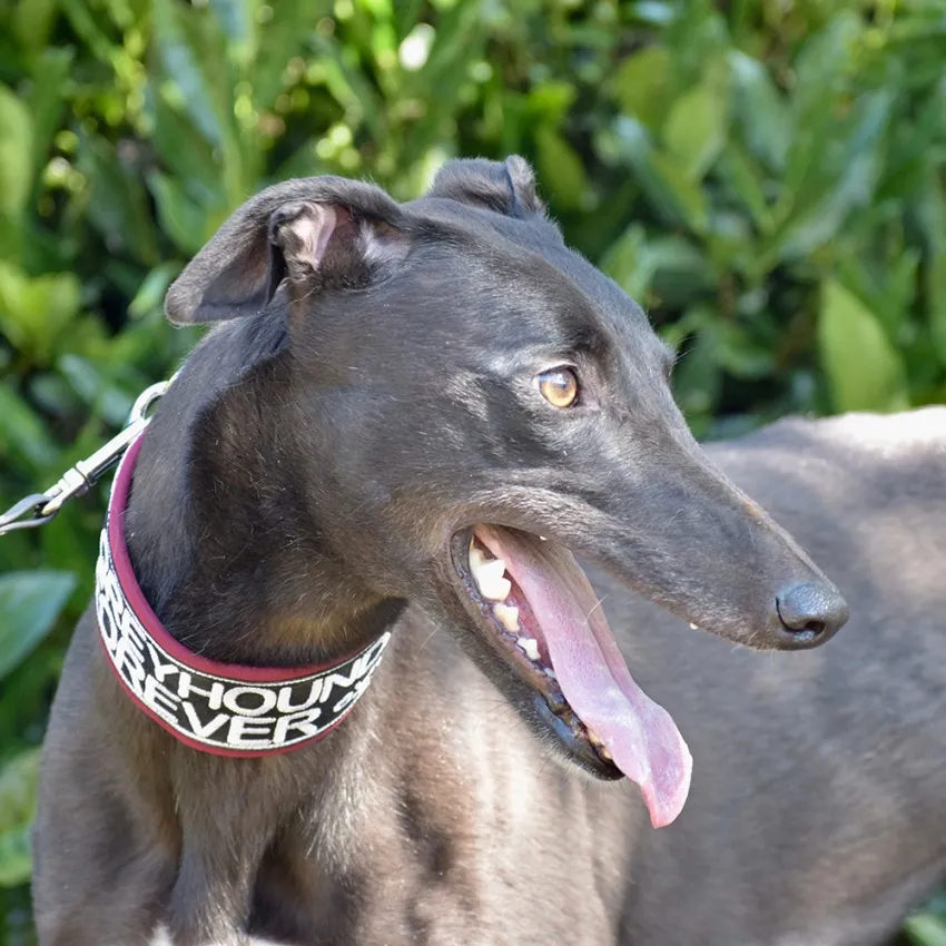Greyhound Ertha