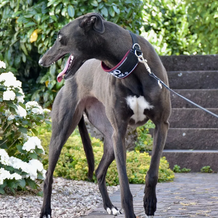 Greyhound Ertha