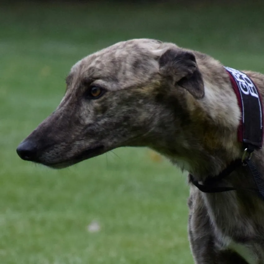 Greyhound Brando