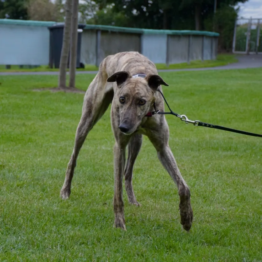 Greyhound Brando