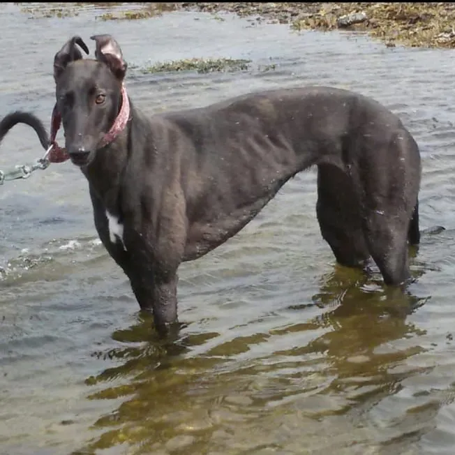 Greyhound Jess