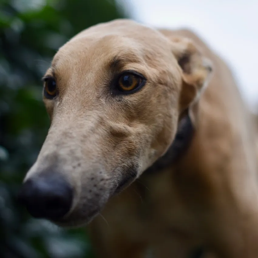 Greyhound Paddy