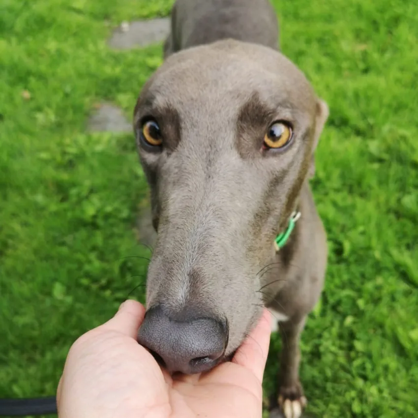 Greyhound Otto
