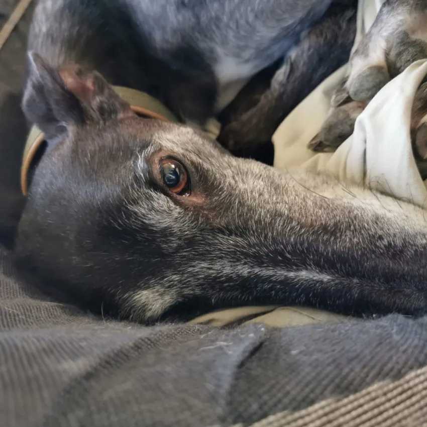 Greyhound Giorgio
