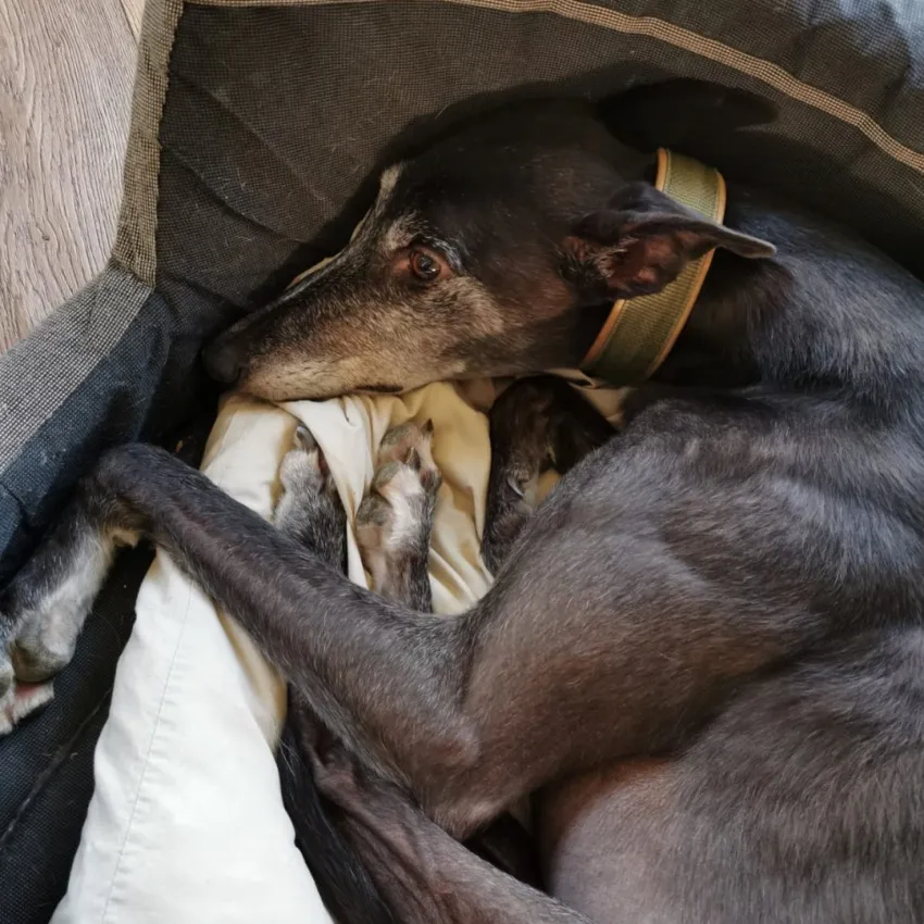 Greyhound Giorgio