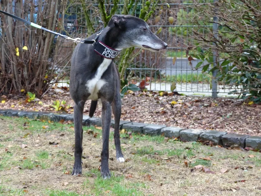 Greyhound Giorgio