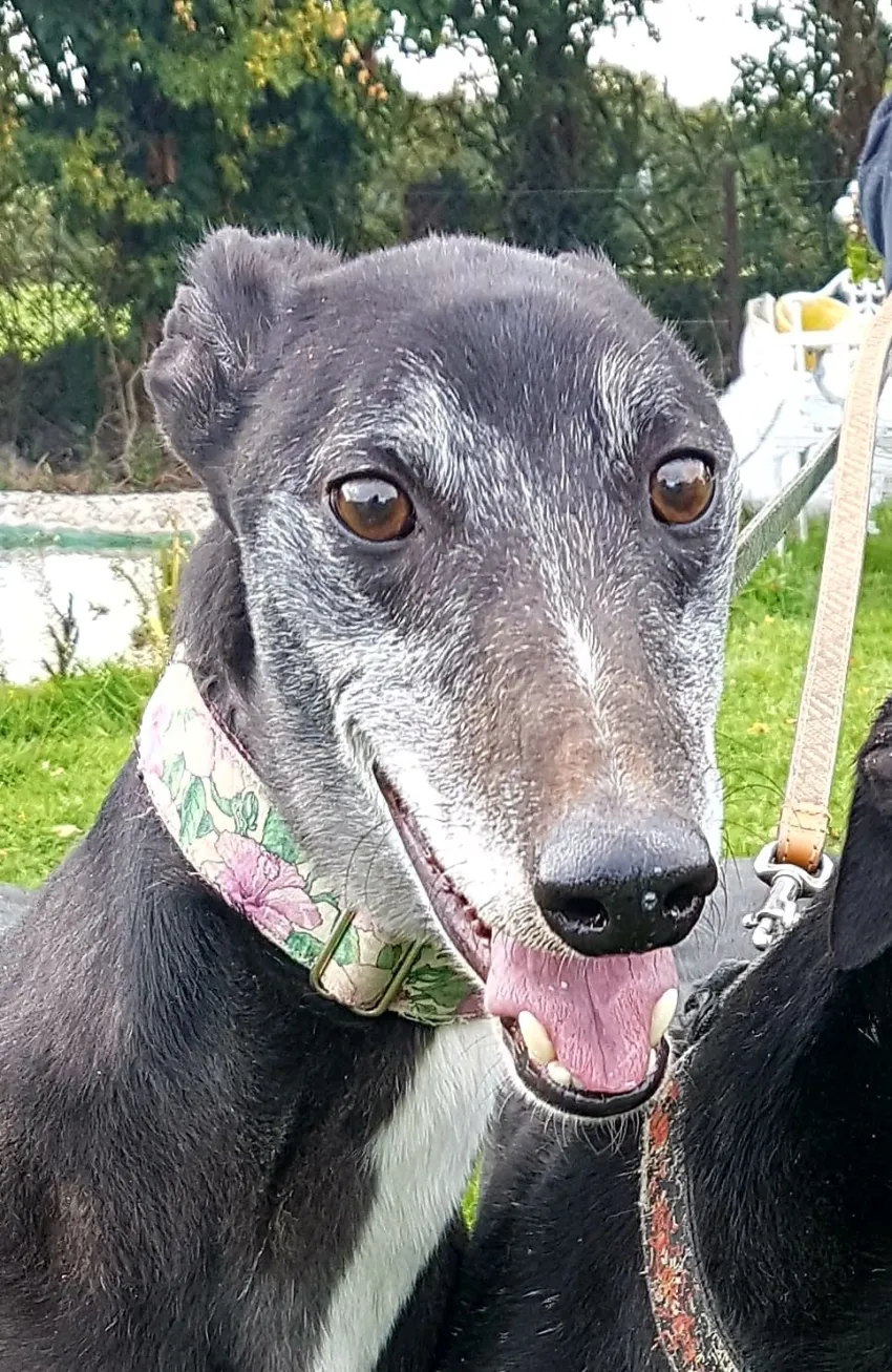 Greyhound Giorgio