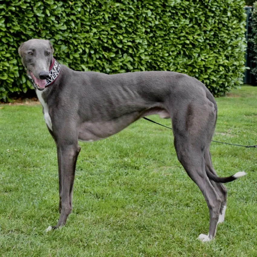 Greyhound Smokie
