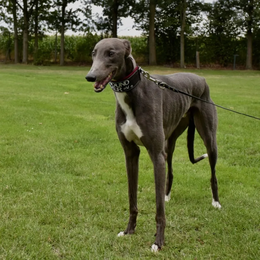 Greyhound Smokie
