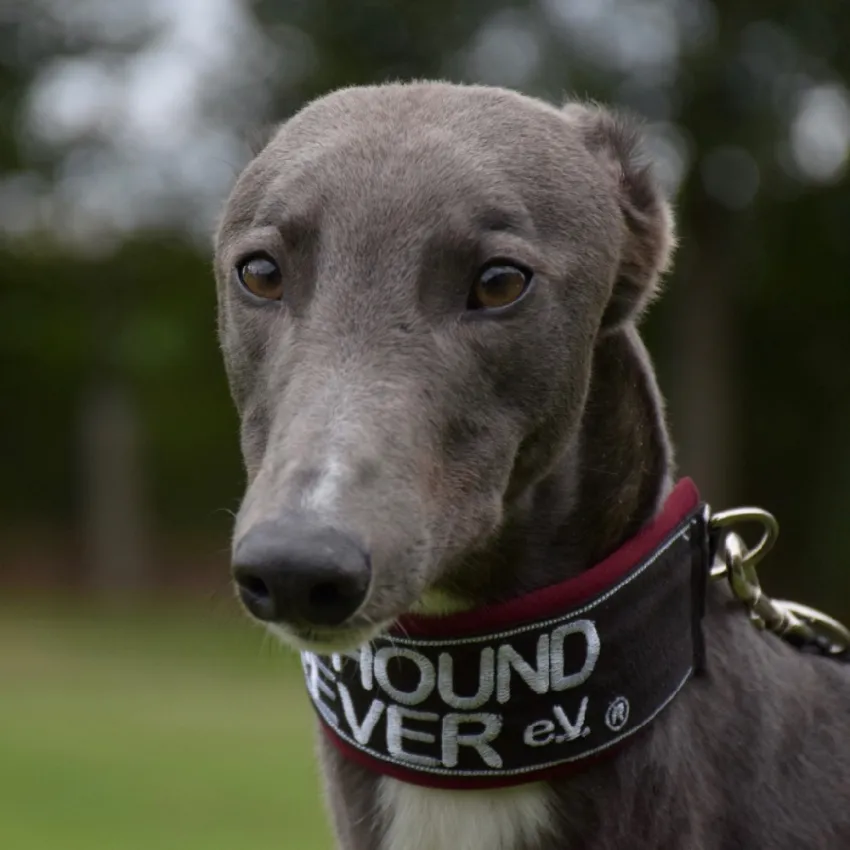 Greyhound Smokie